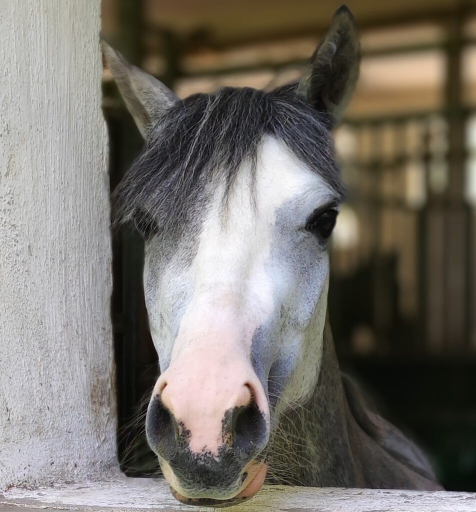 abella, pony, kinderpferd