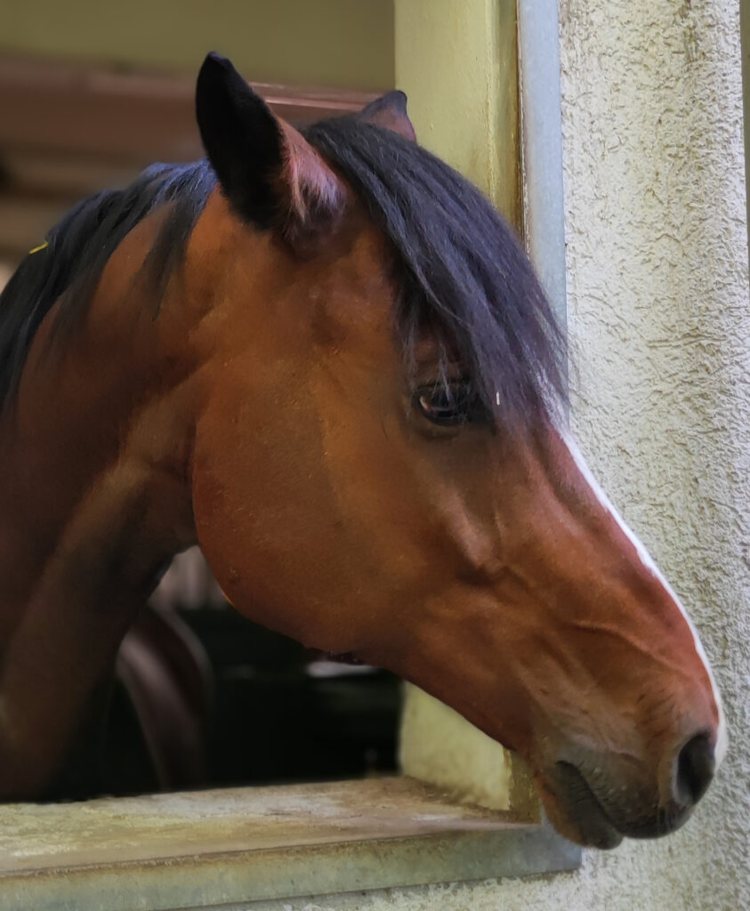 crocket, 8 jähriges springpferd