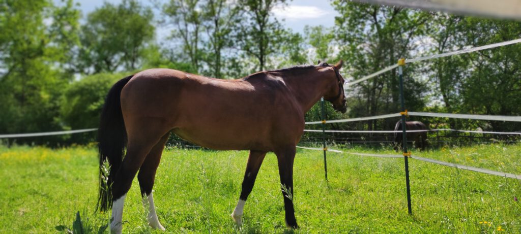 findet achim sehr gut utah und tano