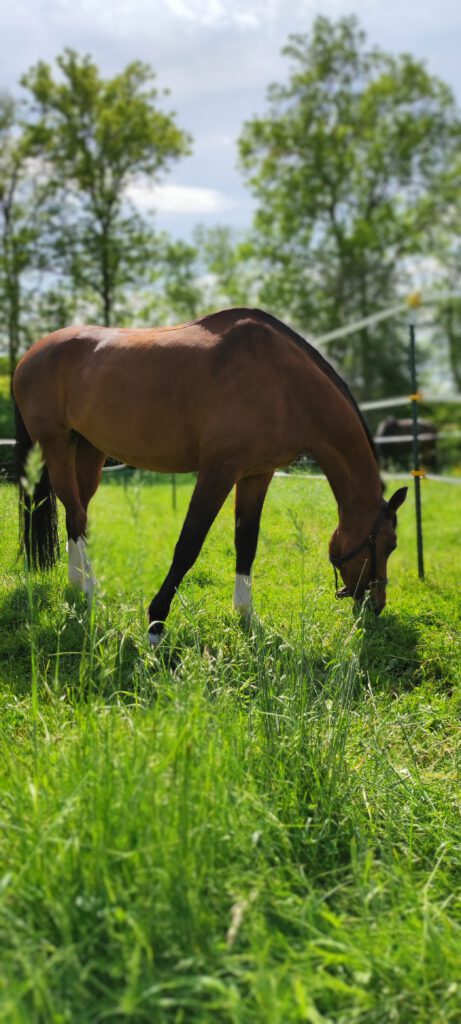 gut mit 2 pferden tano und utah (2)