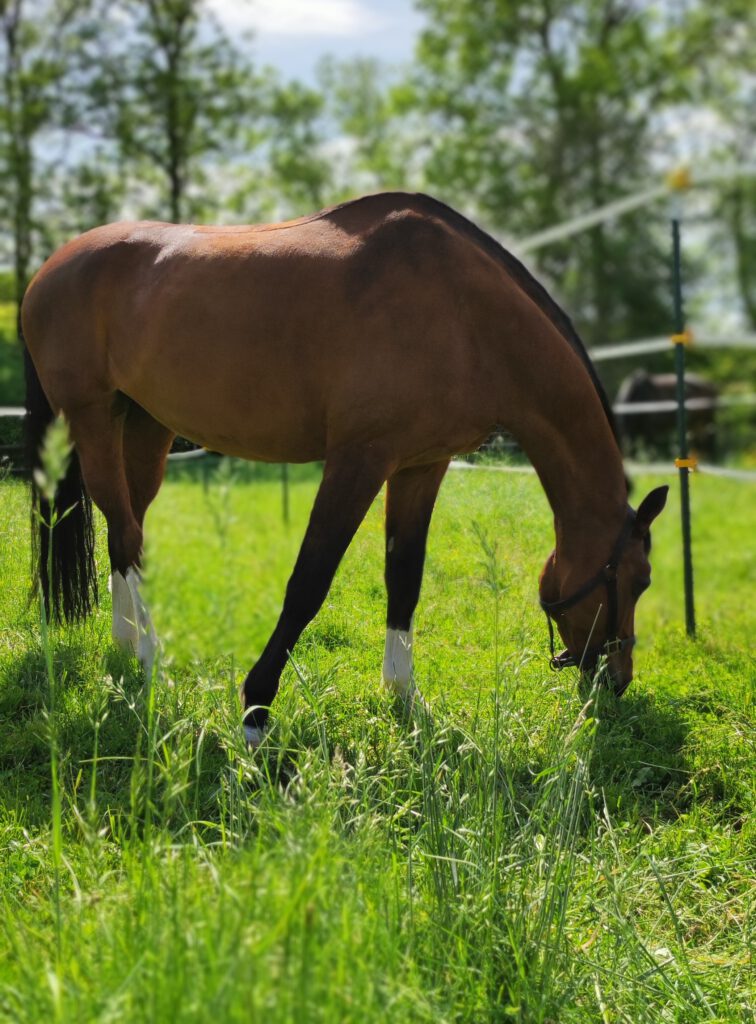 gut mit 2 pferden tano und utah (3)