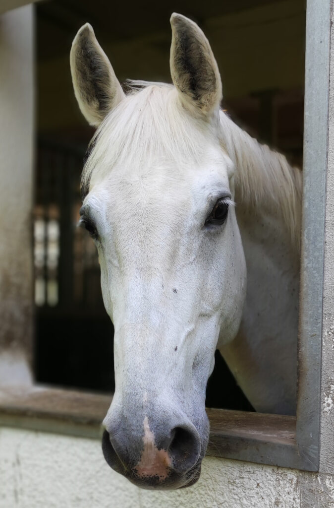 sina, 19 jahre, rentnerin